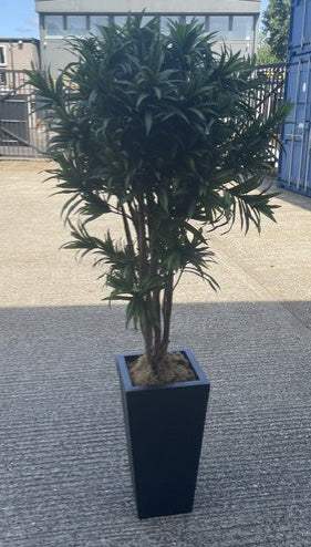 Green Ficus Plant in Black Pot