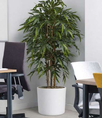 Bamboo