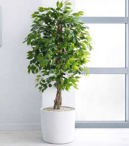 Green Weeping Fig