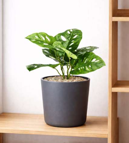 Table Top Monstera Monkey