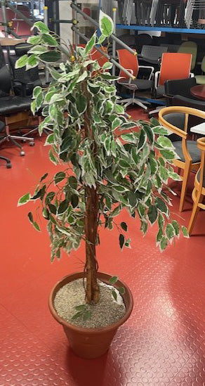 Green & White Leaves Office Planter in Brown Pot