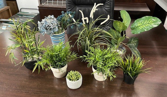 Small Office Desk Top Plants