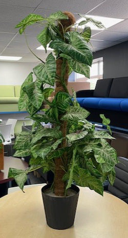 Green Leaves Pothos Planter in Black Pot