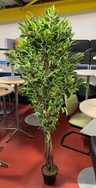 Green & White Leaves Office Potted Plant
