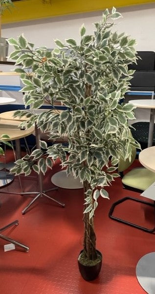 Light Green & White Leaves Office Potted Plant