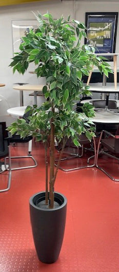 Green & White Leaves Office Plant in Tall Black Pot