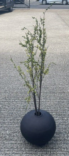 Eucalyptus Spray Plant in Black Ball Pot
