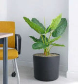 Alocasia