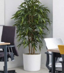 Bamboo