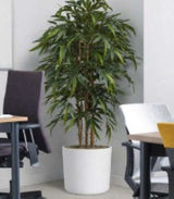 Bamboo