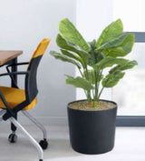 Calathea