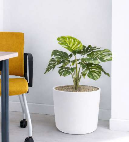 Monstera Bush