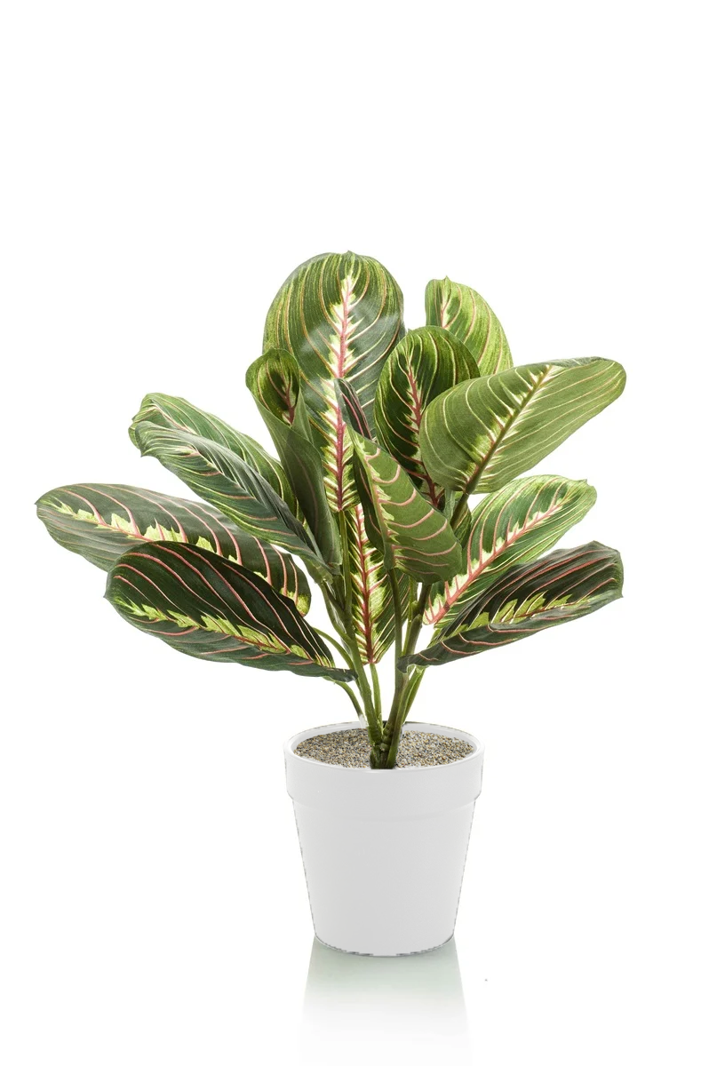 Table Top Maranta Bush