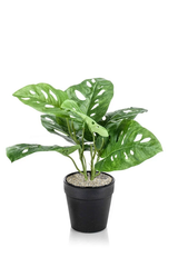 Table Top Monstera Monkey