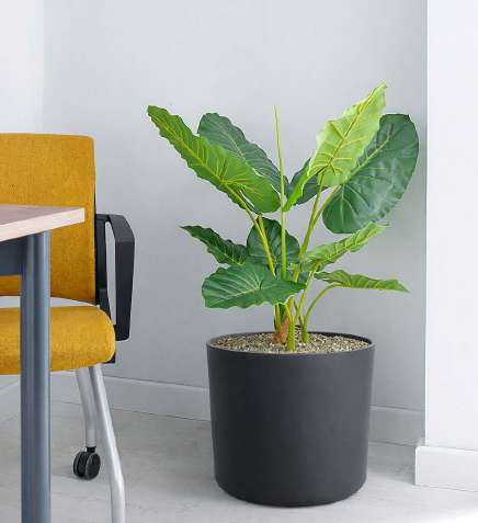 Alocasia