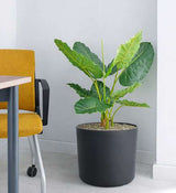 Alocasia