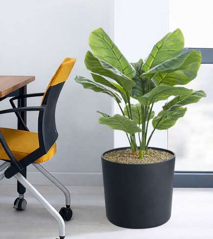 Calathea