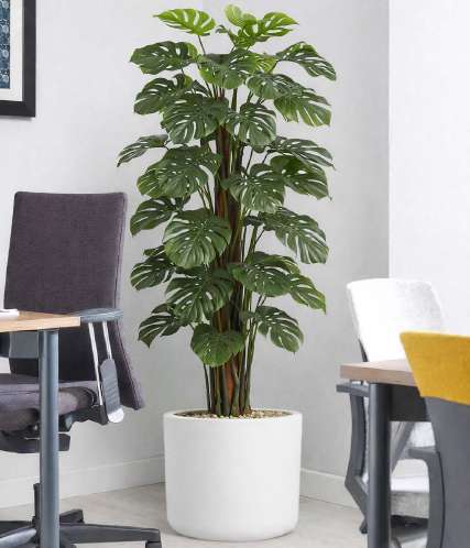 Cheese Plant on Pole