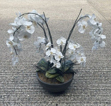 White Blosssom Plant in Black Pot