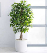Green Weeping Fig