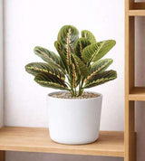 Table Top Maranta Bush