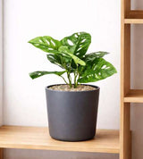 Table Top Monstera Monkey