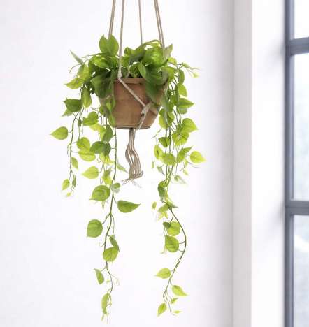 Trailing Philodendron Hanging Plant