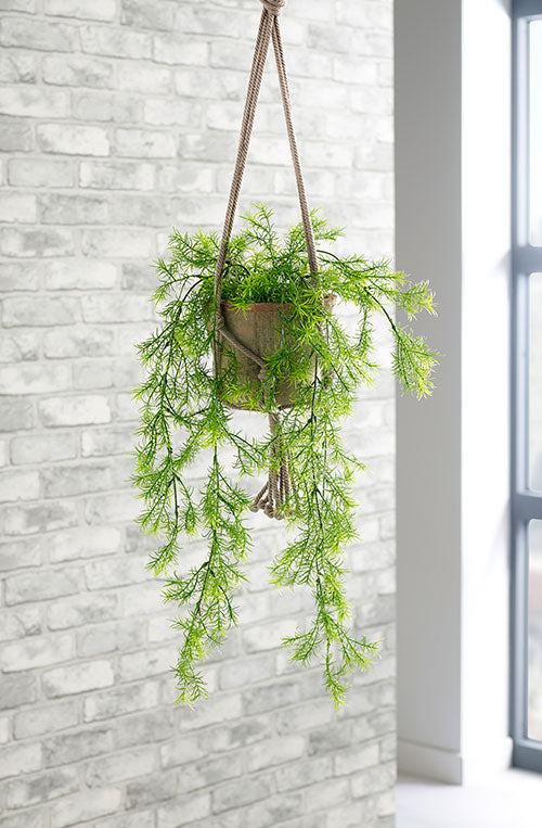 Trailing Asparagus Fern Hanging Plant