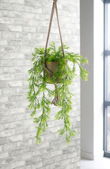 Trailing Asparagus Fern Hanging Plant