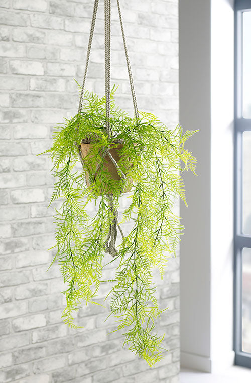 Trailing Asparagus Fern Hanging Plant