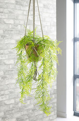 Trailing Asparagus Fern Hanging Plant