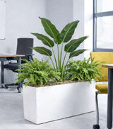 Strelitzia & Fern Floor Standing Trough