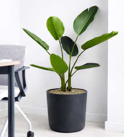 Strelitzia