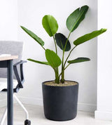 Strelitzia